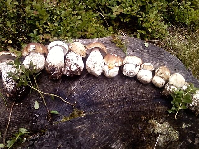 Boletus parade